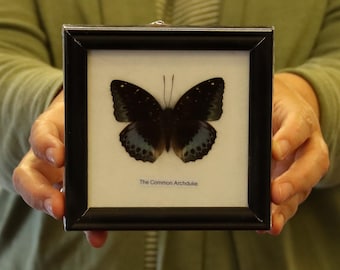 Real Butterfly Specimen Vintage Framed Dry-preserved Taxidermy Butterfly