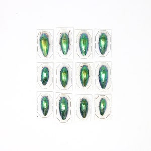 Assorted Specimens Insect Collection (Thailand) A1 Unmounted Dried Beetles, Coleoptera LOT*181