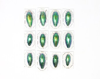 Assorted Specimens Insect Collection (Thailand) A1 Unmounted Dried Beetles, Coleoptera LOT*181