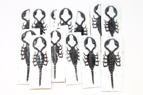タイ産黒サソリ (Heterometrus spinifer) 2 匹 サイズ M/L (120-160 mm