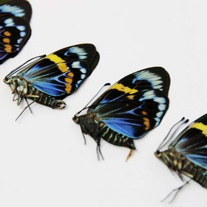 10 x Blue Day-flying Moths | Eterusia repleta | Dry-preserved Unmounted Specimens