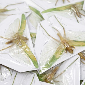 Pack of 10 Green Leaf Katydids 4&quot; Wingspan Spread Specimens A1 Entomology