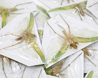 Pack of 10 Green Leaf Katydids 4" Wingspan Spread Specimens A1 Entomology