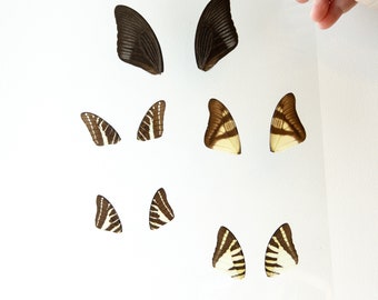 Butterfly Wings GLOSSY LAMINATED SHEET Real Ethically Sourced Specimens Moths Butterflies Wings for Art -- S78