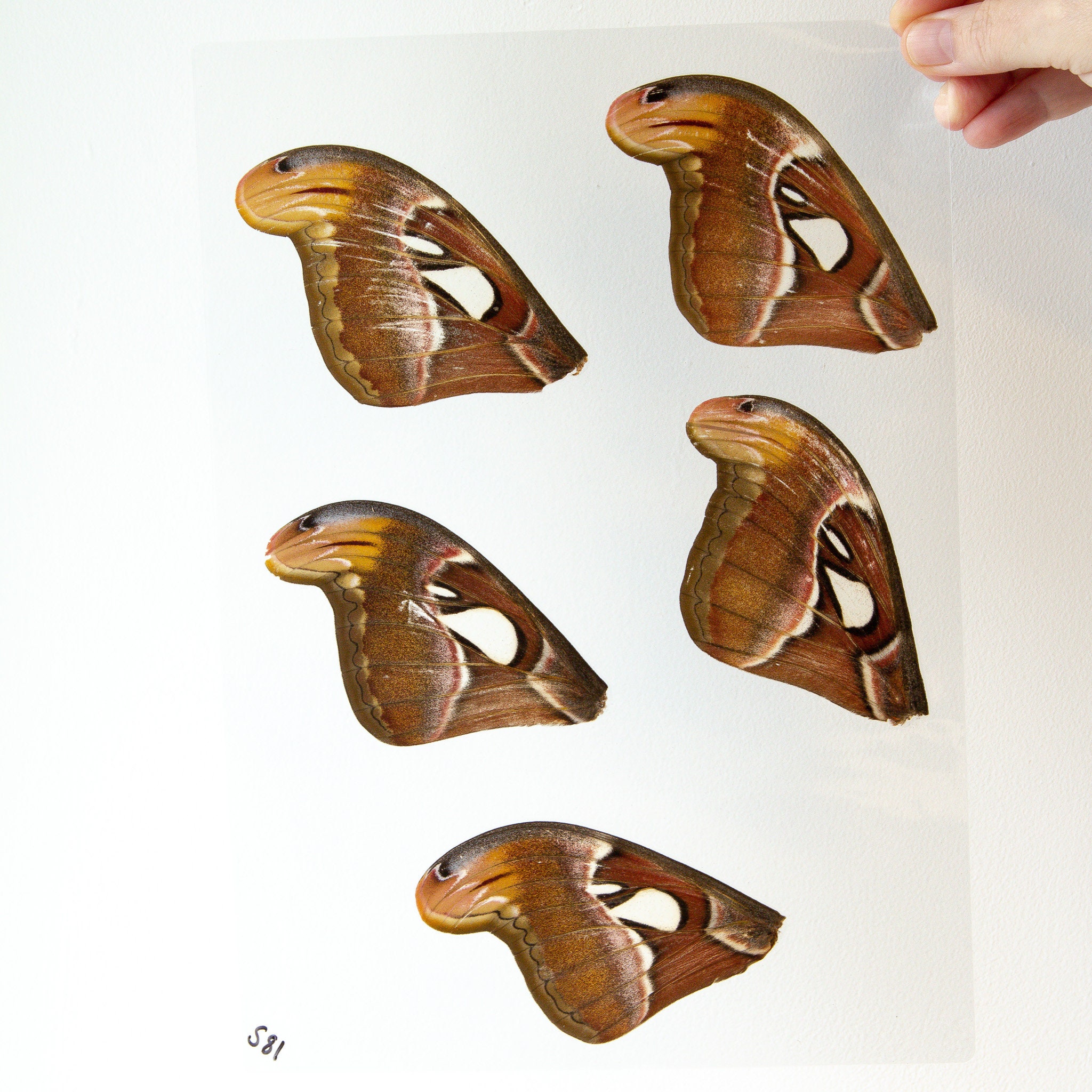 Butterfly Wings GLOSSY LAMINATED SHEET Real Ethically Sourced Specimens