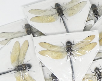 10 x Green Emperor Dragonfly (Anax gibbosulus) A1 Spead Specimens, Wholesale