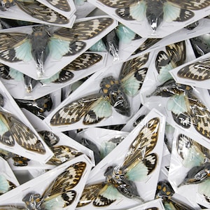 TEN (10) Real Blue Cicadas | Tosena splendida | A1 Spead Specimens 5&quot;