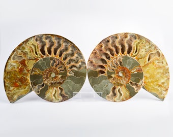 Large Cut & Polished Ammonite Pair | 21.5x180mm | 115 Million Years | Fossil Specimen