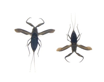 TWO (2) SPREAD Water Scorpions (Laccotrephes archipelagi) A1 Entomology Specimens