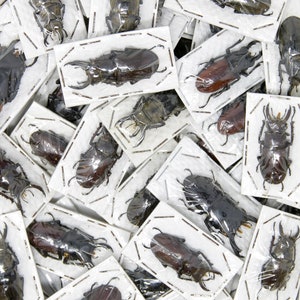 Op de afbeelding: Een verzameling geconserveerde hertenkevers tentoongesteld in doorzichtige plastic kisten op een witte achtergrond. De kevers zijn in verschillende tinten bruin en zwart, sommige hebben een metallic glans.