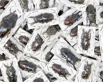 Thailand Stag Beetles 'Lucanidae' Mixed Pack, Assorted Insect Specimens for Collecting & Artistic Creation, Entomology