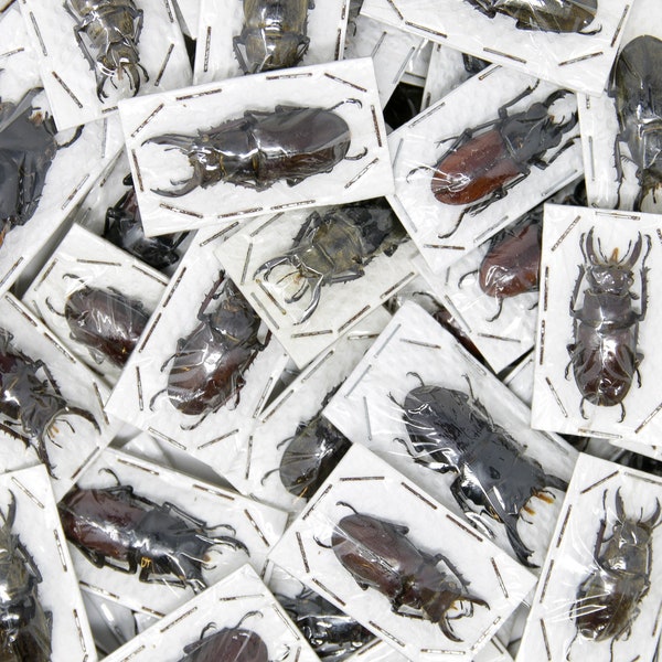 Thailand Stag Beetles 'Lucanidae' Mixed Pack, Assorted Insect Specimens for Collecting & Artistic Creation, Entomology