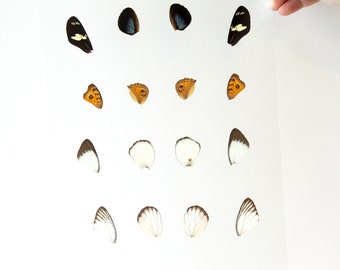 Butterfly Wings GLOSSY LAMINATED SHEET Real Ethically Sourced Specimens Moths Butterflies Wings for Art -- S73