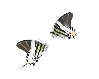 TWO (2) Giant Swallowtail Butterflies | Graphium androcles | A1 Real Dry-Preserved Butterflies | Unmounted Entomology Taxidermy Specimens