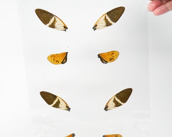 Laminated Coconut Cicadas Wings for Art and Craft Projects, Ethically Sourced Real Specimens