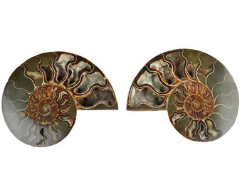 Large Cut & Polished Ammonite Pair | 140x111mm | 115 Million Years | Fossil Specimen