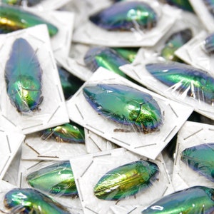 WHOLESALE 20 Metallic Green Jewel Beetles | Sternocera ruficornis | A1 Entomology Specimens