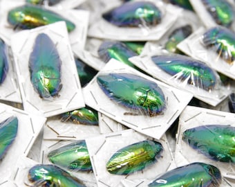 WHOLESALE 20 Metallic Green Jewel Beetles | Sternocera ruficornis | A1 Entomology Specimens