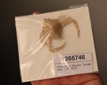 Leucosiidae Crab Specimen (Myra affinis cf.) Philippines, Sea-life (1265746)