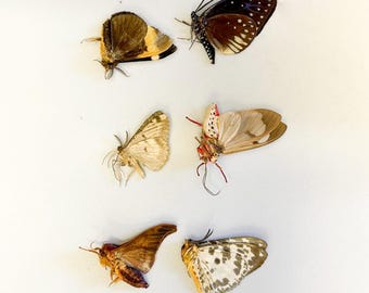 蛾標本 むし 熱帯産蛾6匹、未組立標本、A1 昆虫学 - Etsy 日本
