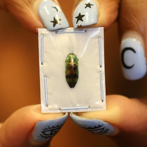 FIVE (5) Mini Jewel Beetles (Melobasis viridifrons) A1 Entomology Specimens