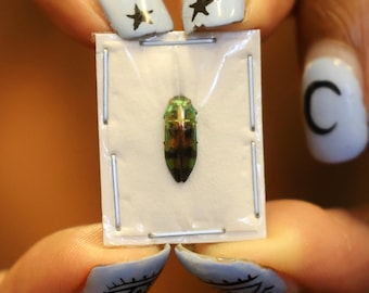 FIVE (5) Mini Jewel Beetles (Melobasis viridifrons) A1 Entomology Specimens