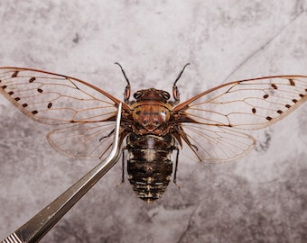 Lot of 10 GIANT SREAD CICADAS 7-8" Wingspan (Megapomponia merula) A1 Spread Specimens from Indonesia