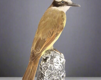 Greater Kiskadee Taxidermy (Pitangus sulphuratus) Non-CITES species