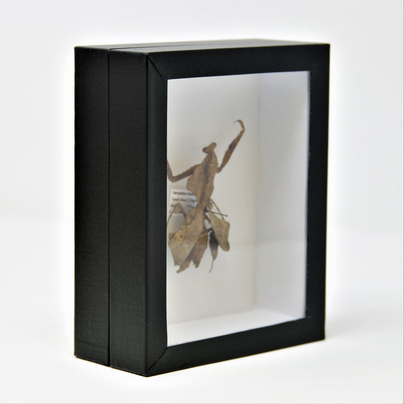 Entomology Box Butterfly Display Case with Glass Lid, Insect Display Box for Pinned Bugs & Butterflies image 10