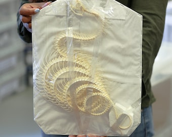 Coelognathus flavolineatus, ROLLING CURVED COILED Snake Skeleton, Preserved Reptile Specimens (Non-cites) sku: SetB