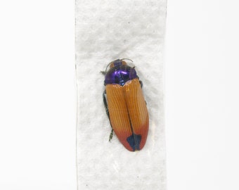 Castarina erubeacens, A1 Unmounted Buprestinae with Collecting Data