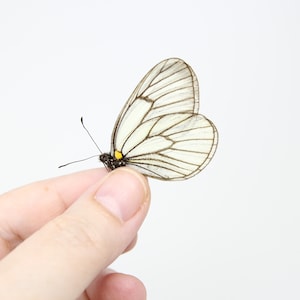 ZWEI (2) Aporia hippia | Unmontierte Schmetterlinge für Kunst und Sammeln