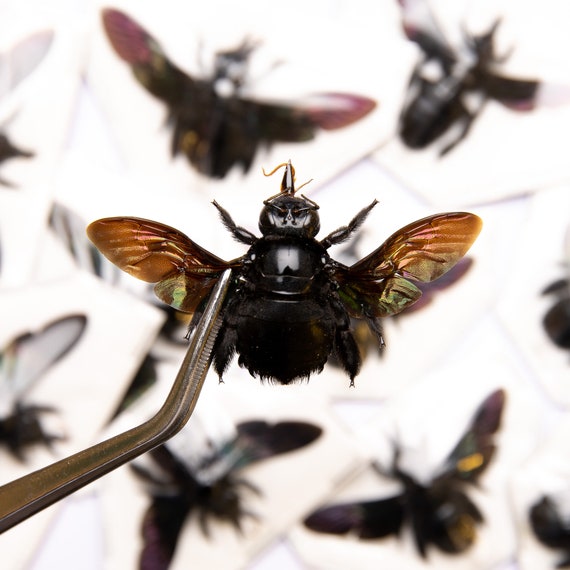 巨大な黒いクマバチ (Xylocopa latipes) 10 匹パック | A1 スプレッド