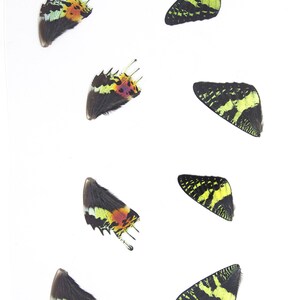May include: Six butterfly wings, each with a unique pattern of black, green, yellow, and red. The wings are arranged in a random pattern on a white background.