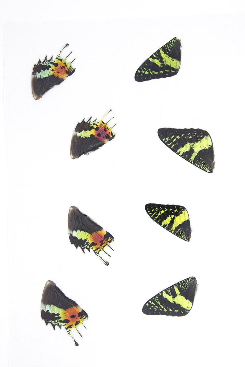 May include: Six butterfly wings, each with a unique pattern of black, green, yellow, and red. The wings are arranged in a random pattern on a white background.