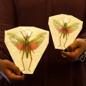 TWO (2) Citrus Locust (Chondracris rosea rosea) Grasshoppers Katydids Crickets A1 Spread Specimens