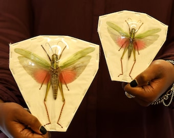 TWO (2) Citrus Locust (Chondracris rosea rosea) Grasshoppers Katydids Crickets A1 Spread Specimens