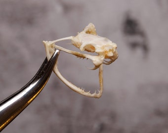 Schlangenschädel (Trimeresurus albolabris) Weißlippen-Baumotter-Exemplar (Nicht-CITES)
