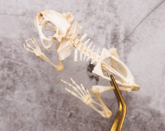 Javanese Toad Skeleton (Duttaphrynus melanosticus) | A1 Skeleton Specimen