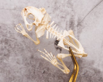 TWO (2) Javanese Toad Skeleton (Duttaphrynus melanosticus) Skeleton Specimen 4" (Non-CITES)
