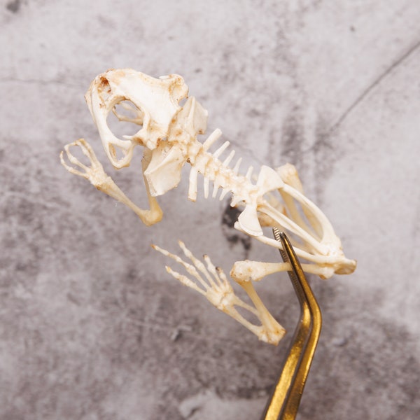 Squelette de crapaud de Java (Duttaphrynus melanosticus) | Spécimen de squelette A1