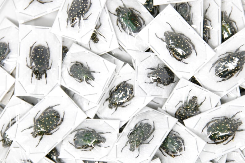 Packung mit 5, 10, 25, 100 verschiedenen Käfern A1 Unmontierte Insektenproben für die Entomologie Bild 5