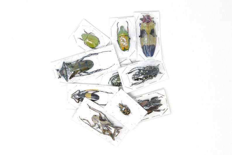 Packung mit 5, 10, 25, 100 verschiedenen Käfern A1 Unmontierte Insektenproben für die Entomologie Bild 2