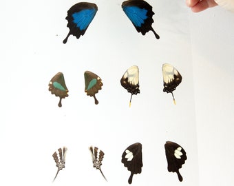 Butterfly Wings GLOSSY LAMINATED SHEET Real Ethically Sourced Specimens Moths Butterflies Wings for Art -- S95