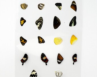 Butterfly Wings GLOSSY LAMINATED SHEET Real Ethically Sourced Specimens (AP1)