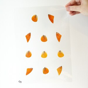 Butterfly Wings GLOSSY LAMINATED SHEET Real Ethically Sourced Specimens Moths Butterflies Wings for Art -- S83