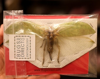 TWO (2) Thai Katydids/Giant Grasshoppers, Wingspan 12-15mm  A1 Specimen