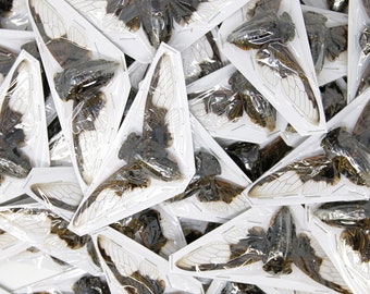 25 x Bat wing Cicadas (Cryptotympana aquila), A1 Spread Specimens 100mm Wingspan, Art Insects Taxidermy