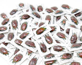 WHOLESALE 10 Red Flower Beetles (Torynorrhina flammea) 30mm, A1 Unmounted Specimens, Entomology, Taxidermy