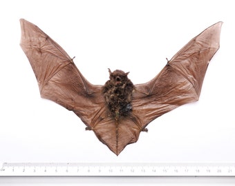 FOUR (4) Malay Pipistrelle Bats (Pipistrellluis imbricatus) | A1 Fine Quality Spread-Specimen | Dry-Preserved Clean Taxidermy (NON-CITES)